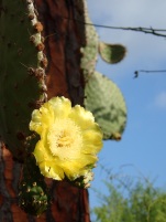 A bright yellow flower of the opuntia cactus, a favorite of land iguanas.