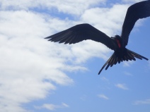 A frigatebird ventures close to a fishing boat looking for a snack.